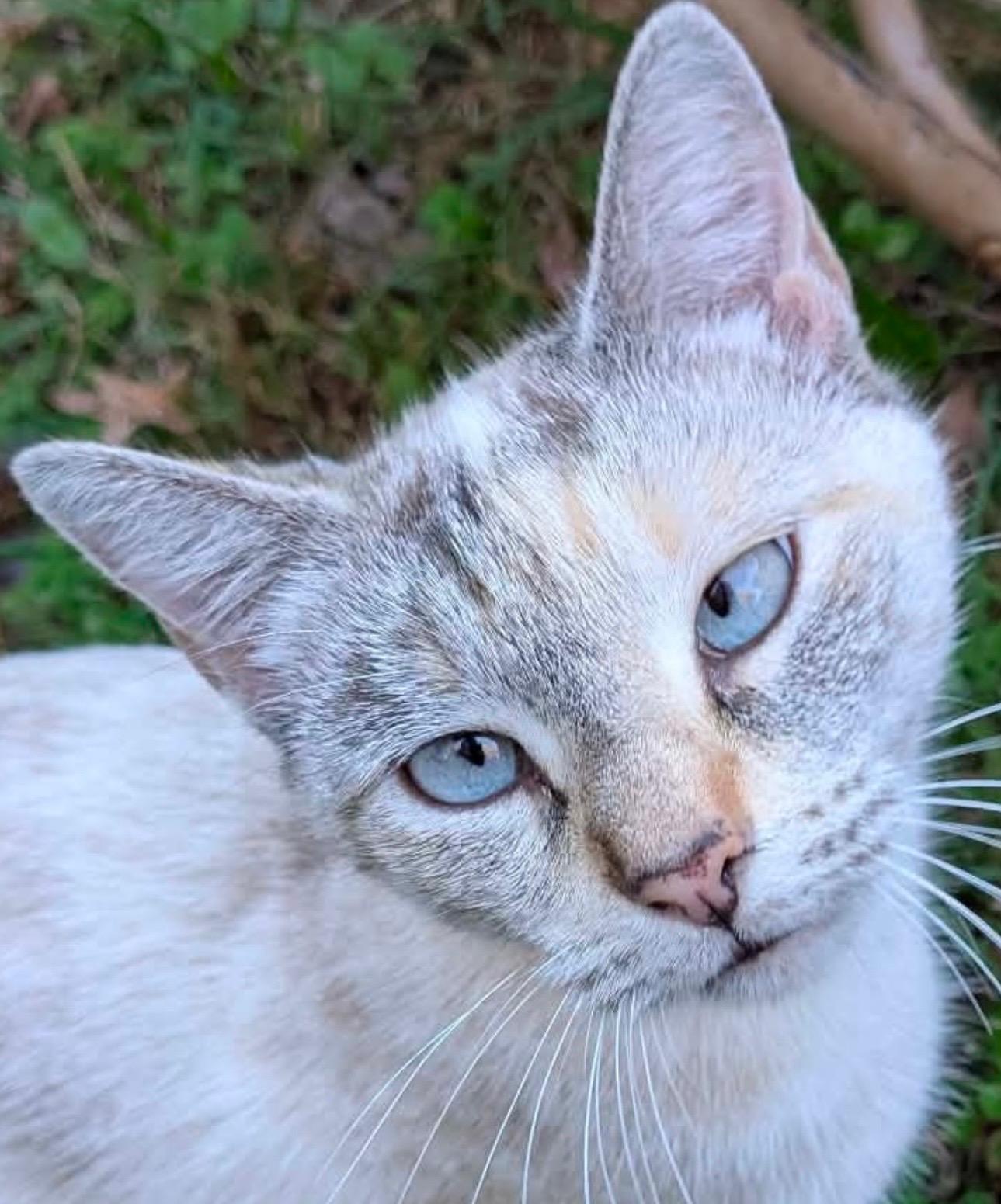 Ivy, adoptable, Young Female Siamese.