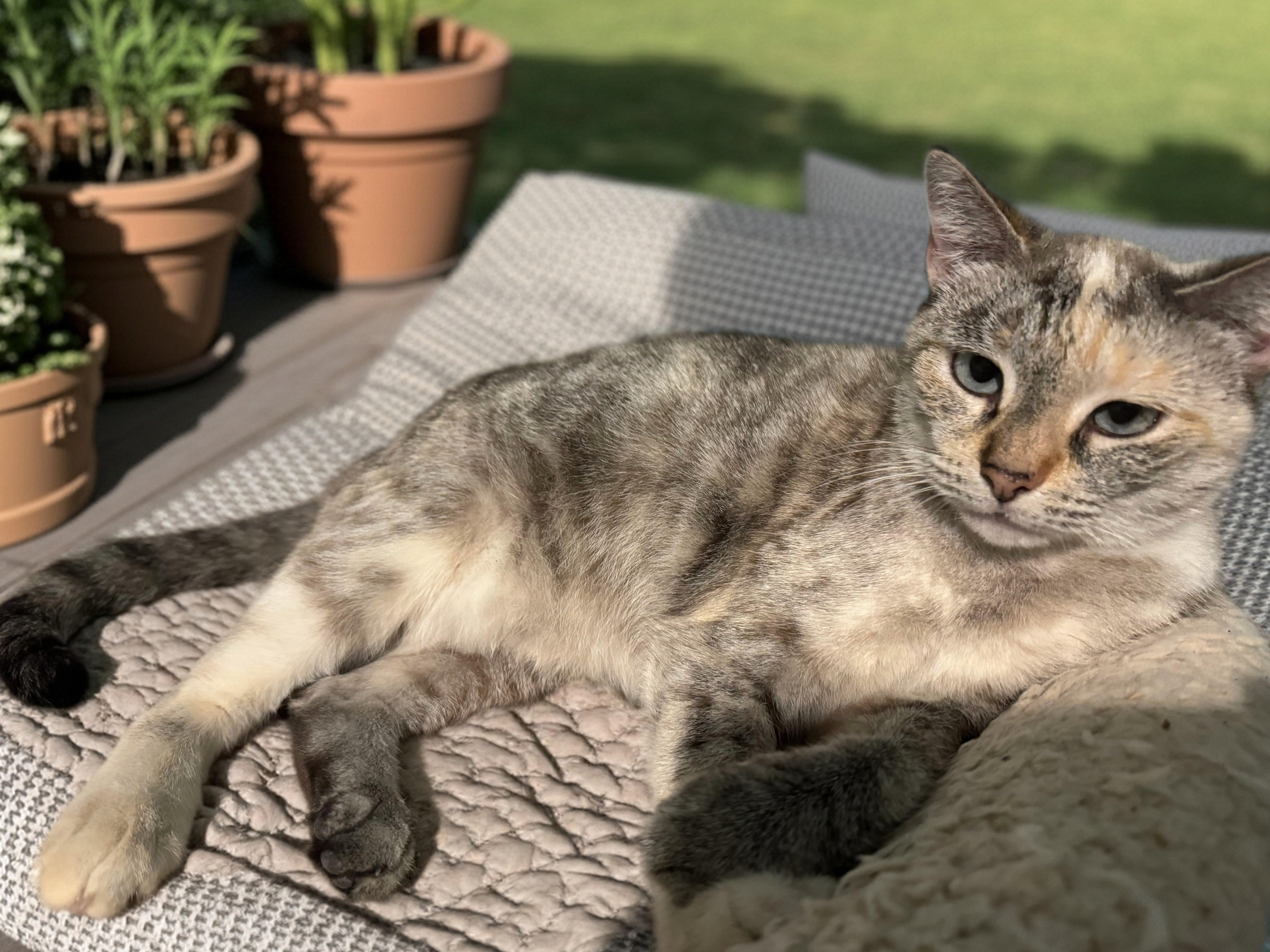 Enlarge Ivy, a Adoptable Siamese in Cumming, GA image 5/5