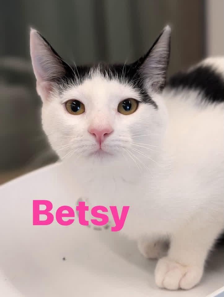 Betsy, Adoptable, Young Female Domestic Short Hair.