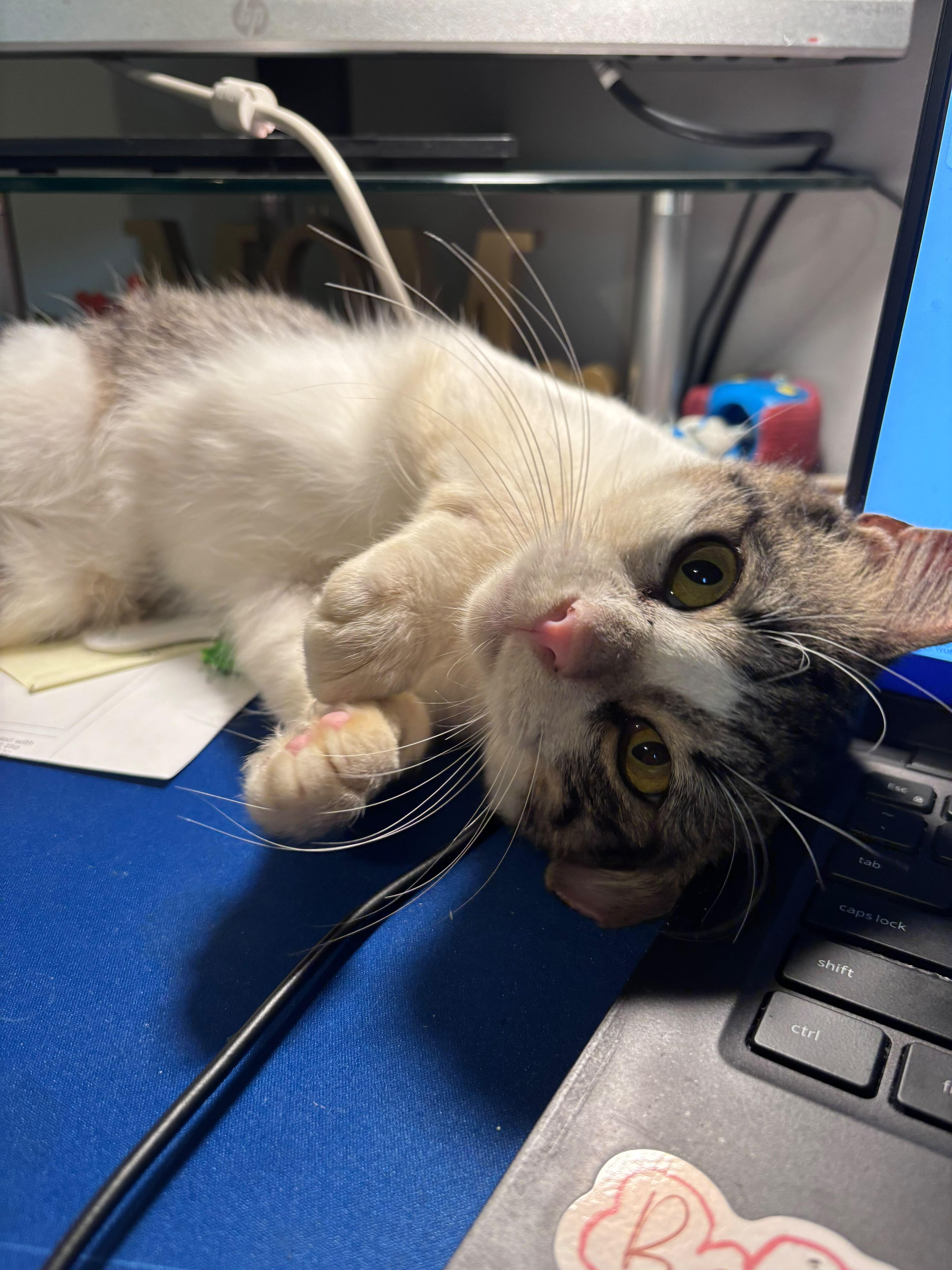 Enlarge Buttercup, a Adoptable American Shorthair in Clark, NJ image 5/5