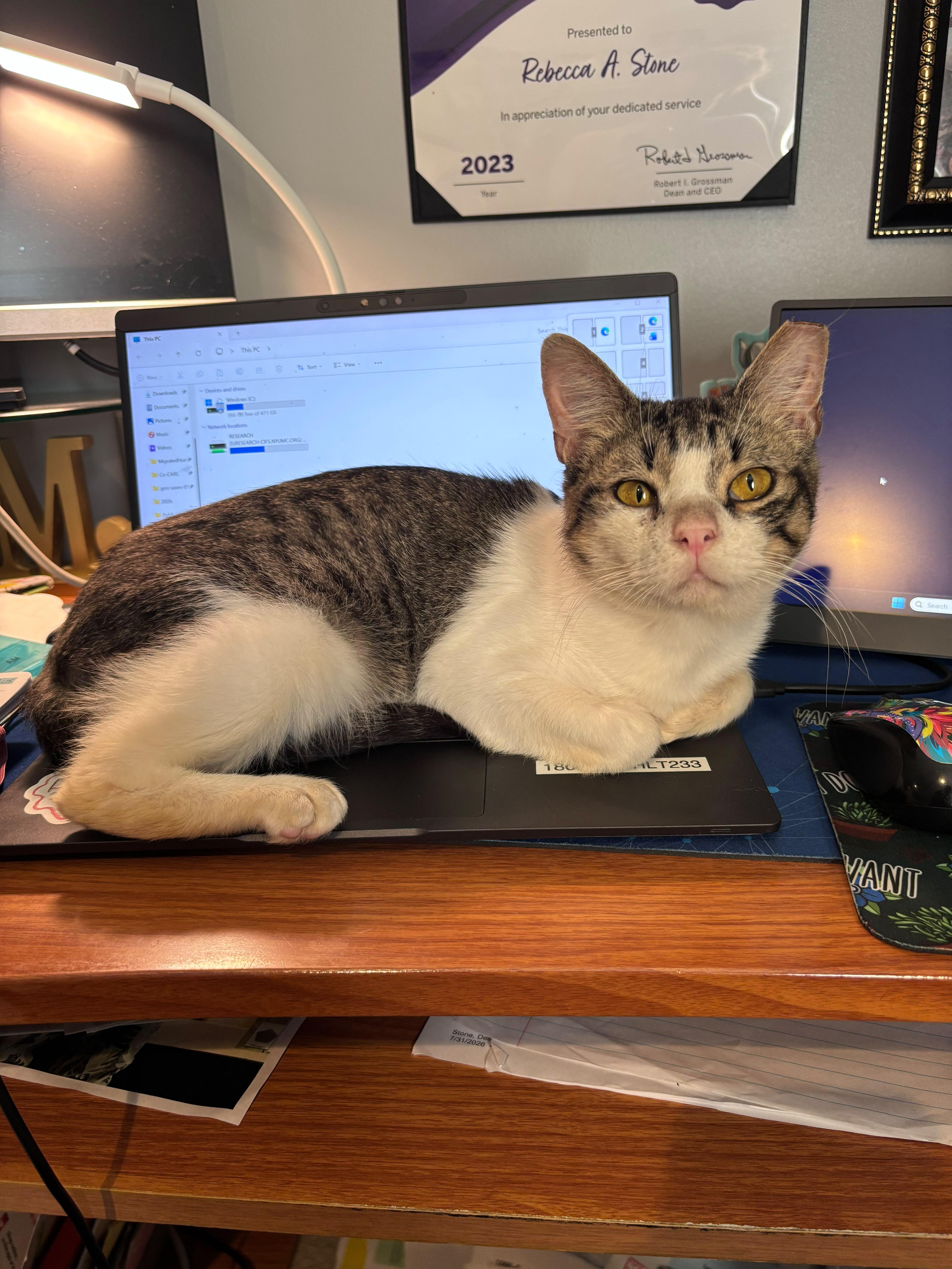 Buttercup, Adoptable, Adult Male American Shorthair.