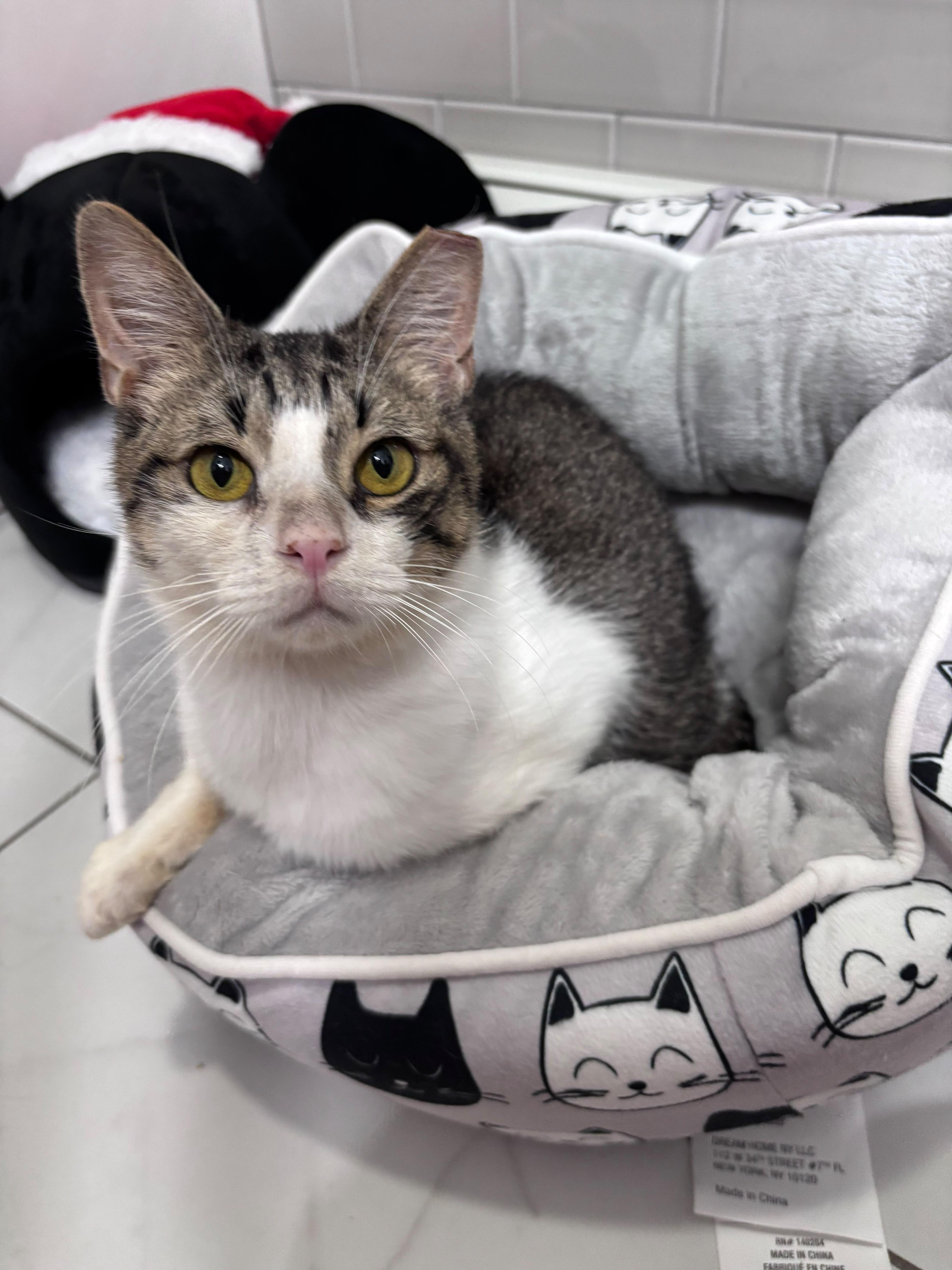 Enlarge Buttercup, a Adoptable American Shorthair in Clark, NJ image 4/5