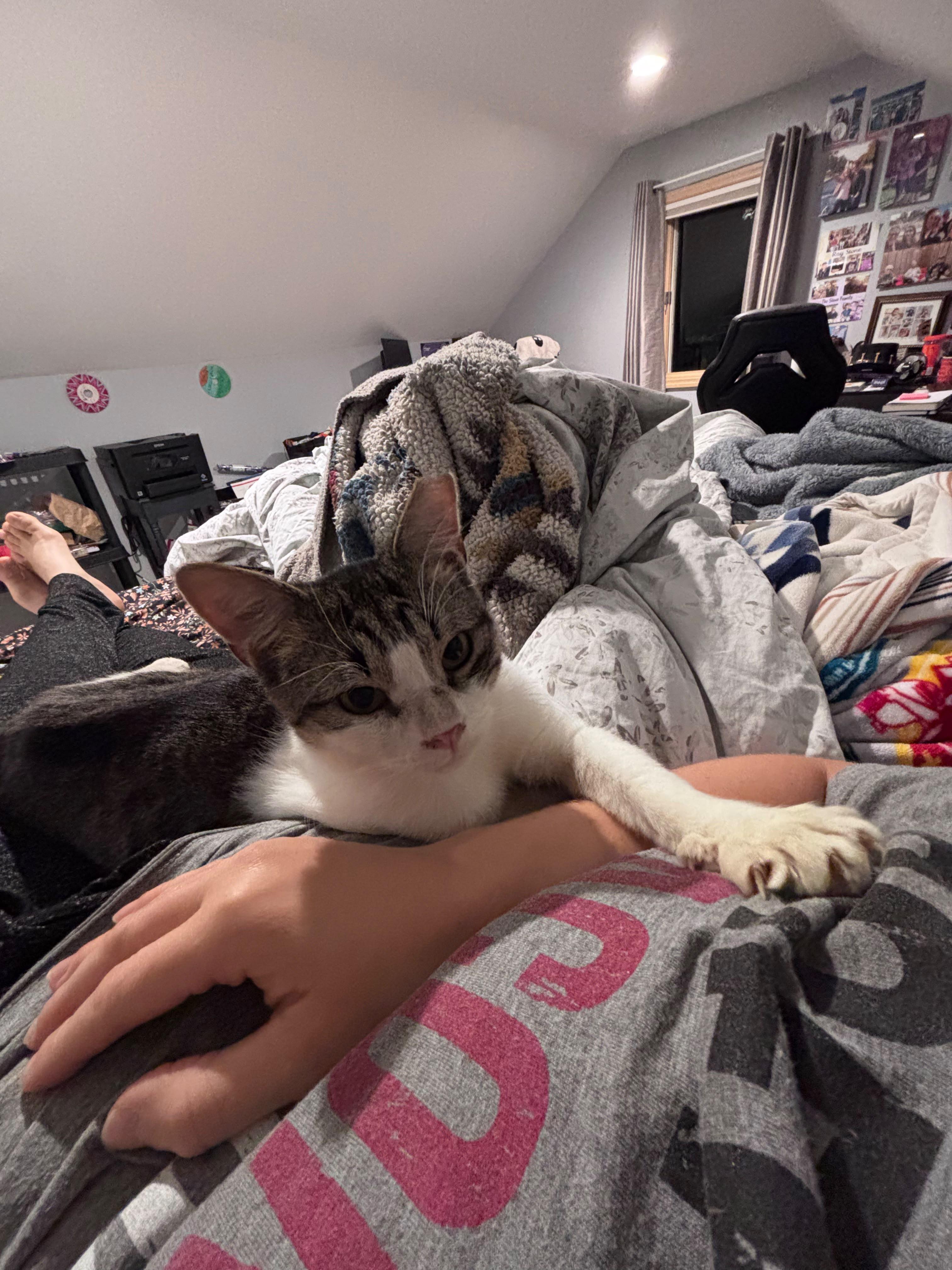 Enlarge Buttercup, a Adoptable American Shorthair in Clark, NJ image 2/5