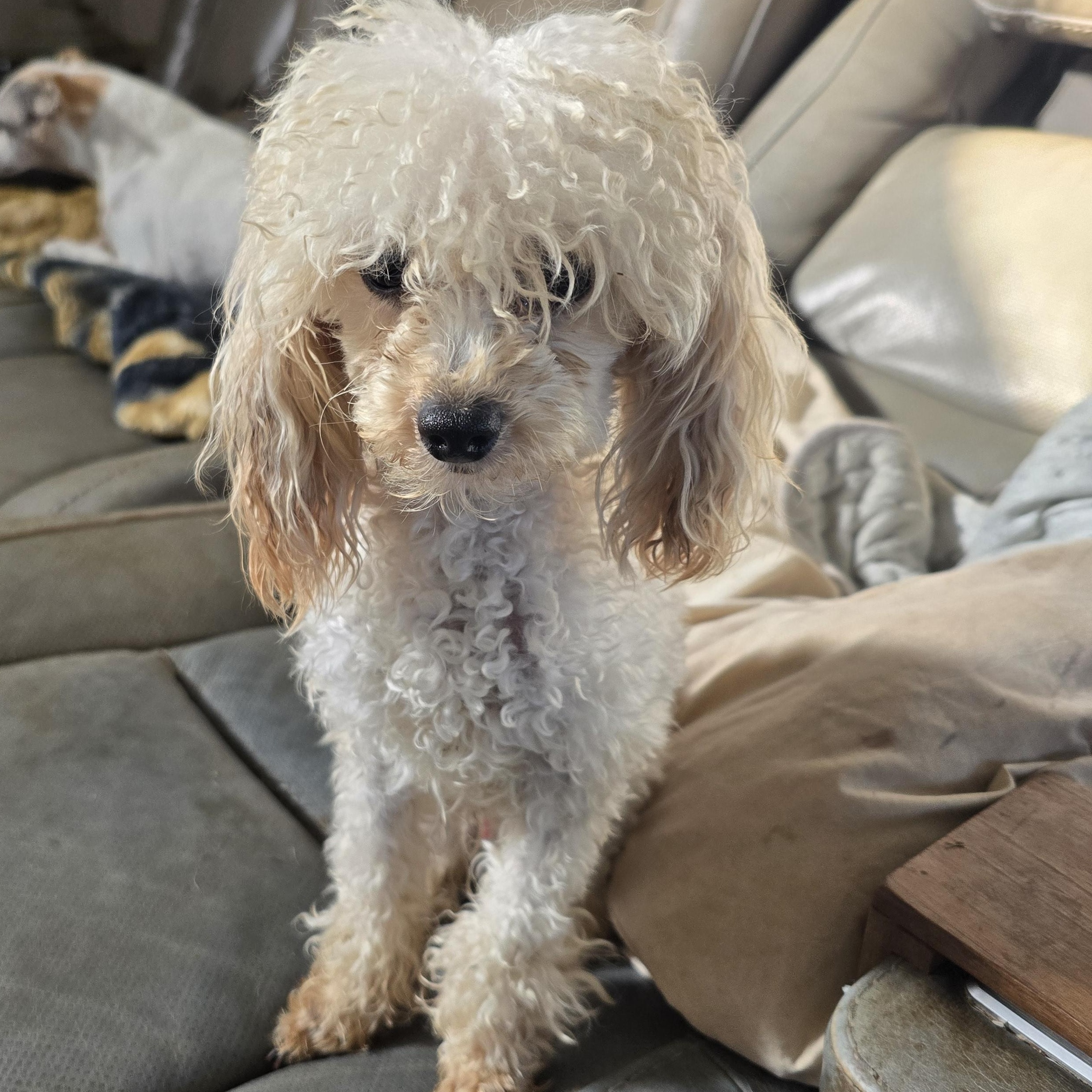 Archie, a Adopted Poodle (Toy) in Zaleski, OH image 1/2