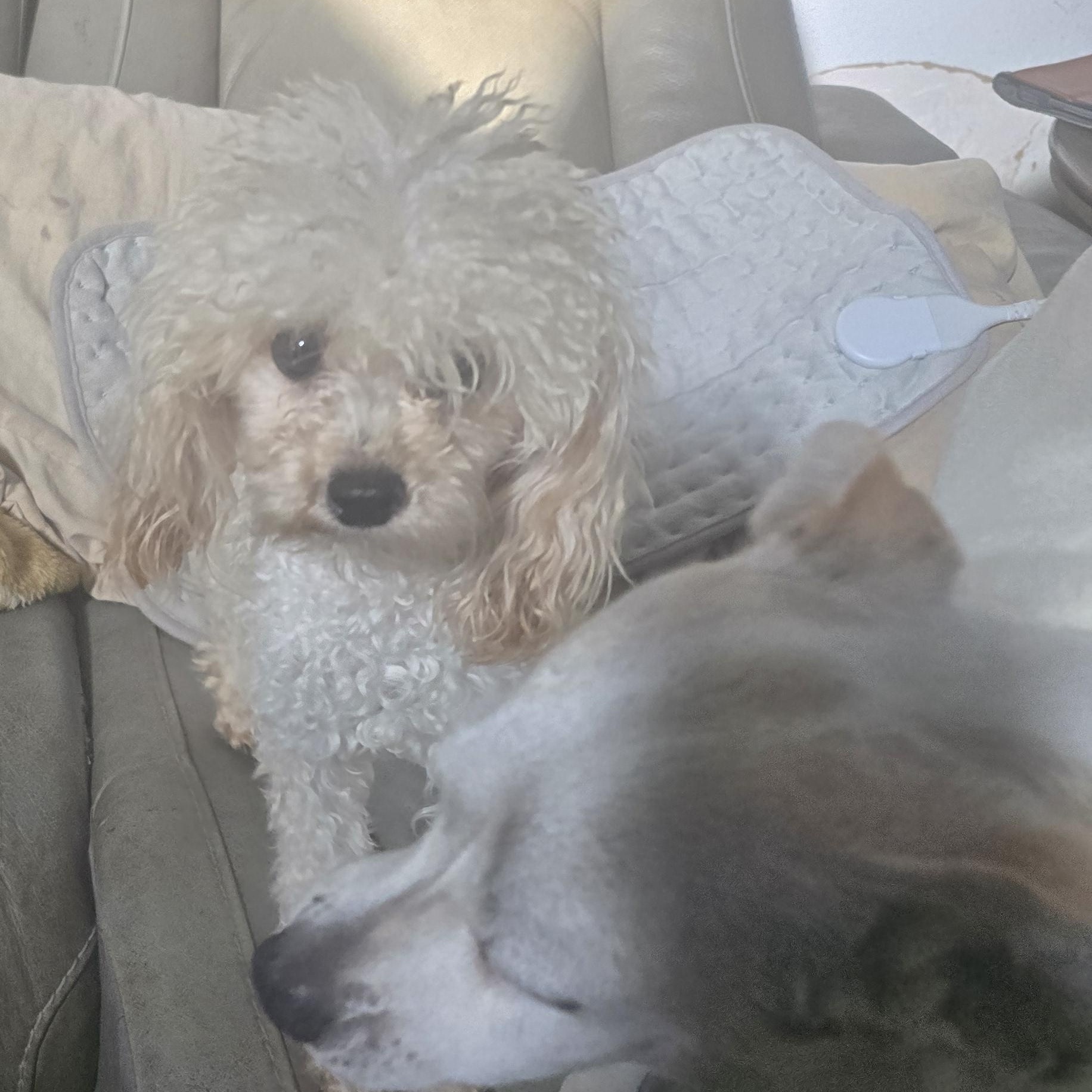 Archie, a Adopted Poodle (Toy) in Zaleski, OH image 2/2