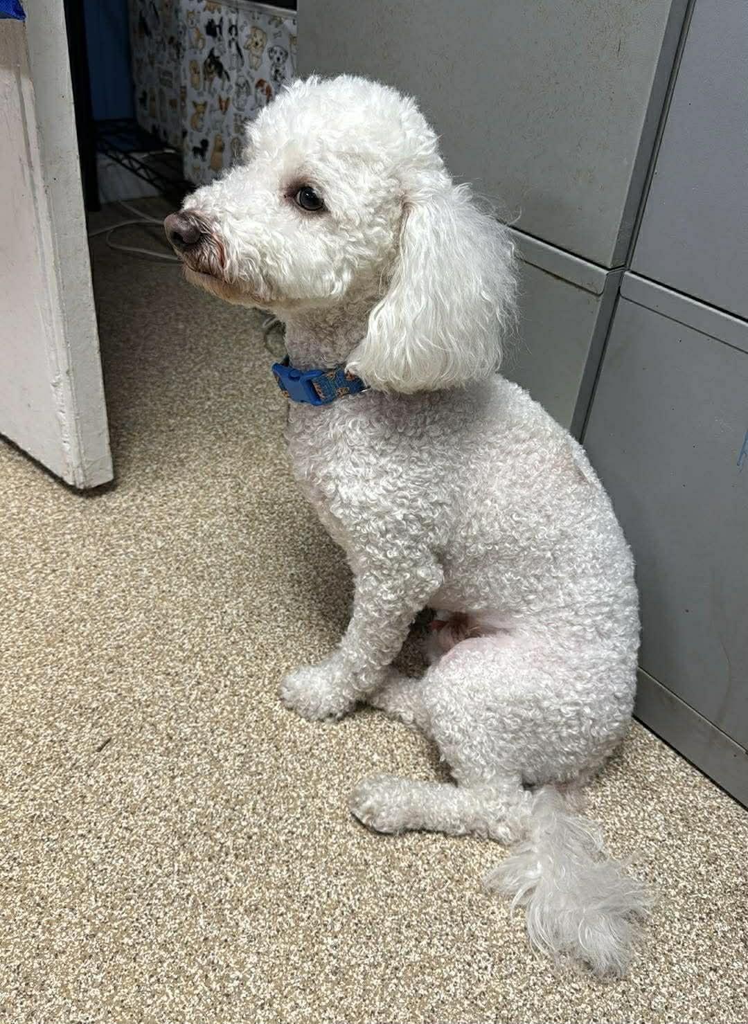Enlarge Petey, an adopted mixed breed in Sunderland, MD image 4/4