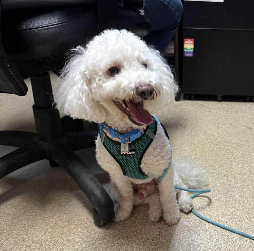 Petey, adopted, Adult Male Poodle & Bichon Frise.