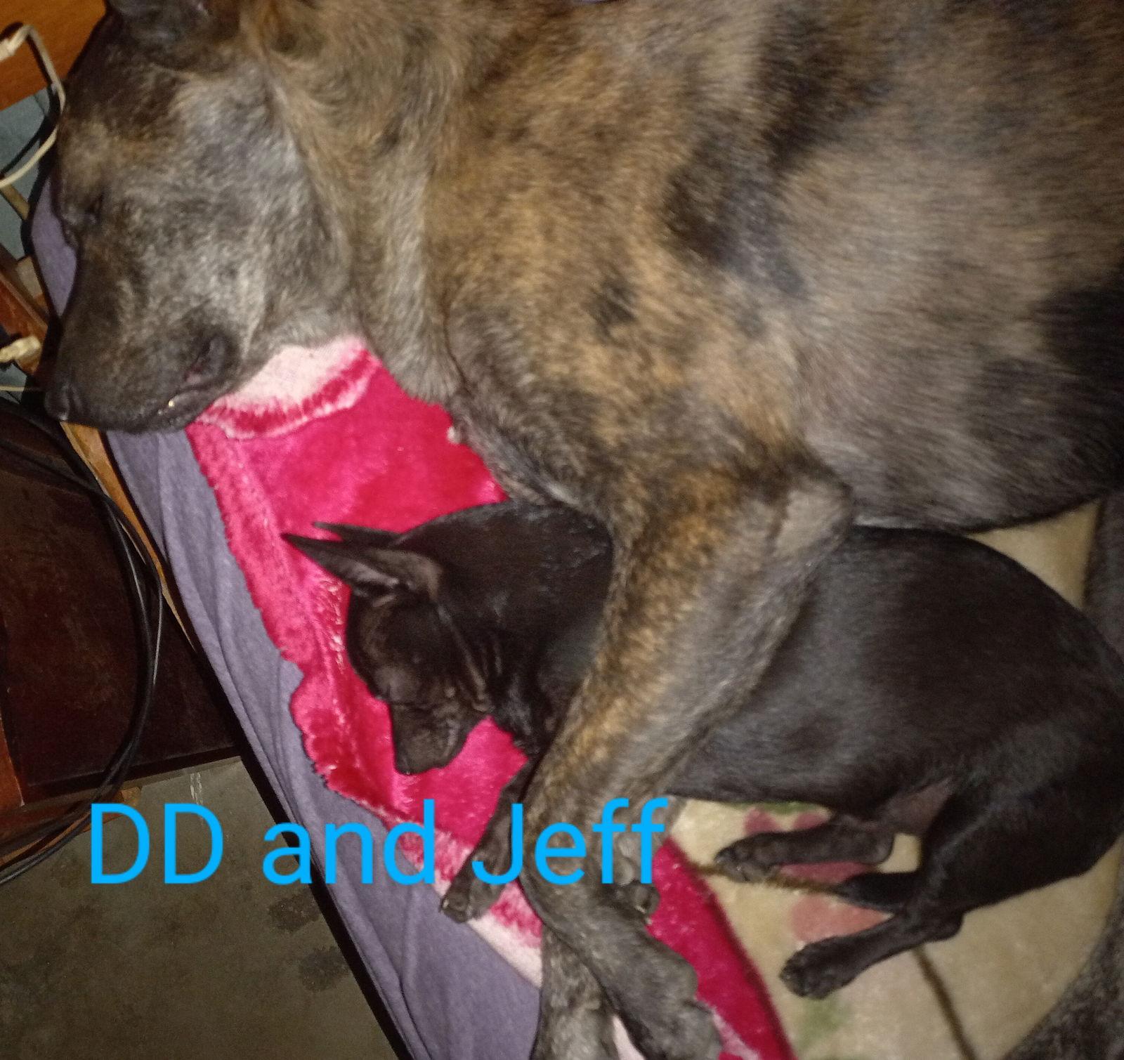 Jeff, Adopted, Young Male Chihuahua.