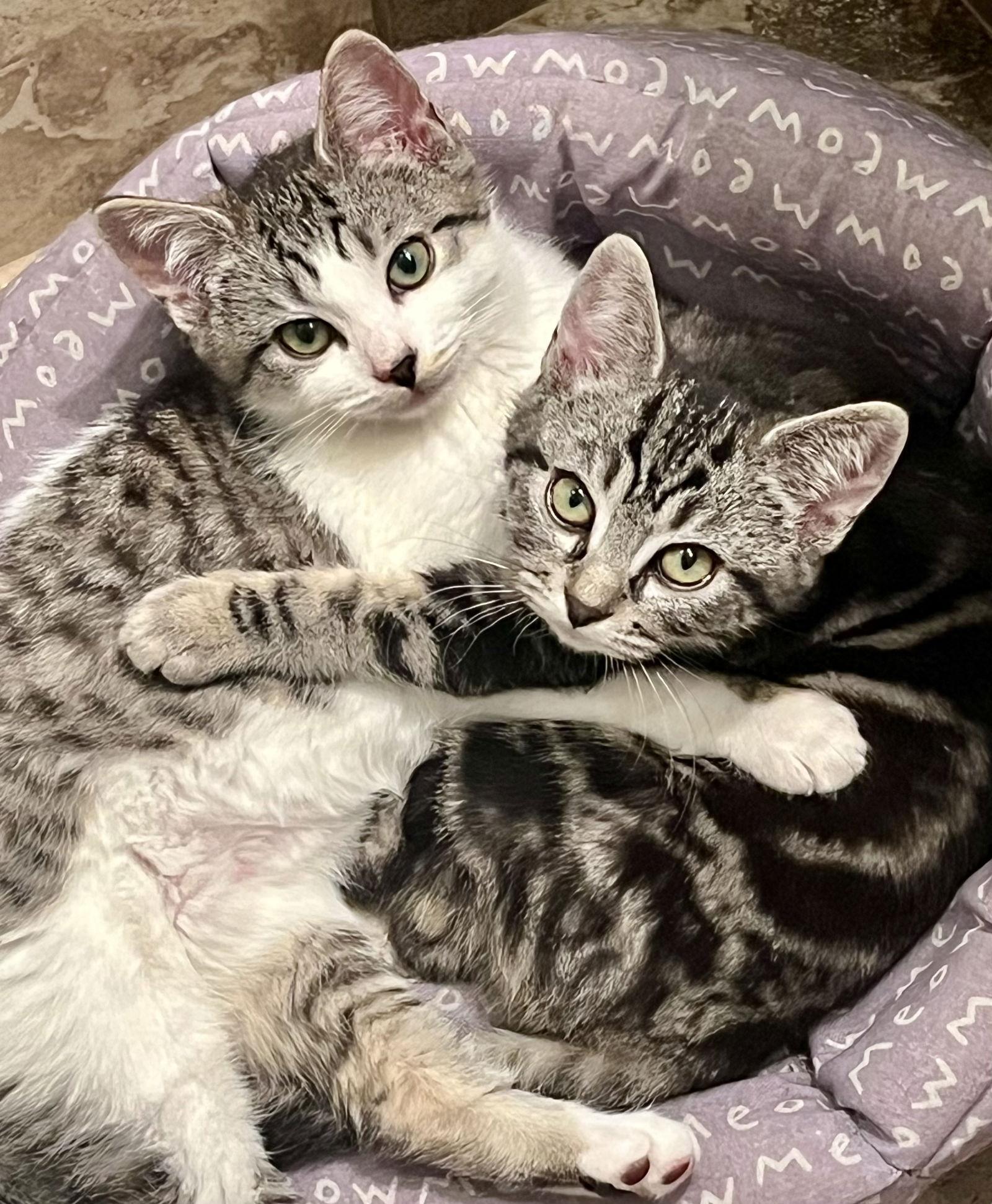 Enlarge Scallywag, a Adopted Domestic Short Hair in Los Alamitos, CA image 1/3