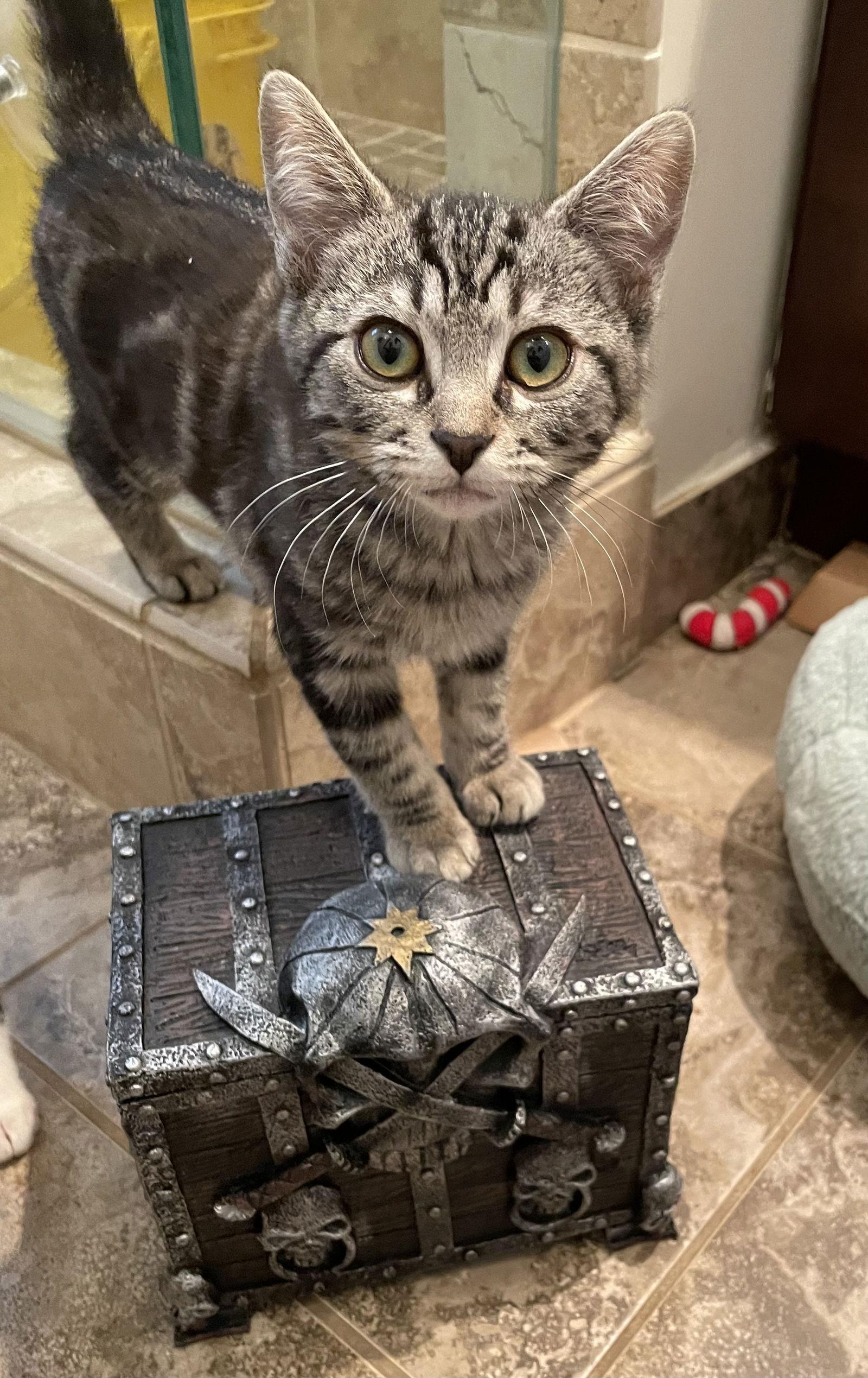 Enlarge Scallywag, a Adopted Domestic Short Hair in Los Alamitos, CA image 2/3