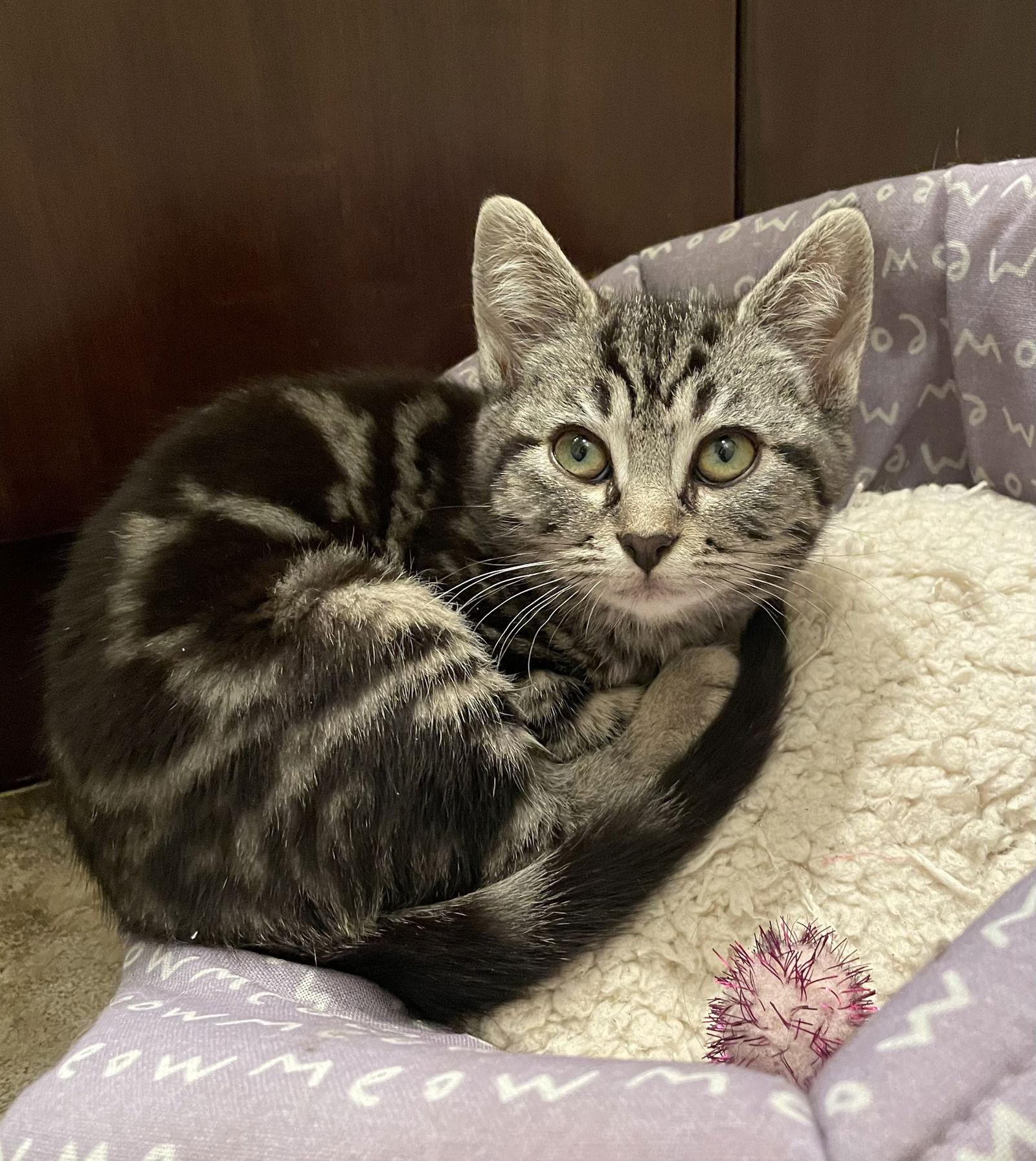 Enlarge Scallywag, a Adopted Domestic Short Hair in Los Alamitos, CA image 3/3