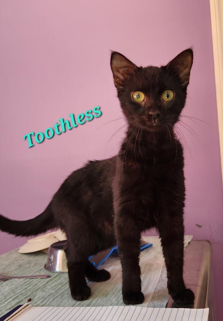 Toothless, Adoptable, Kitten Male Domestic Short Hair.