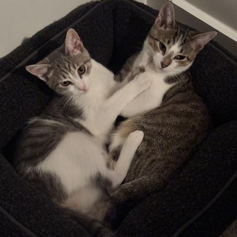 Enlarge Shadow and Smudge , an adoptable Domestic Short Hair in Knoxville, TN image 5/5