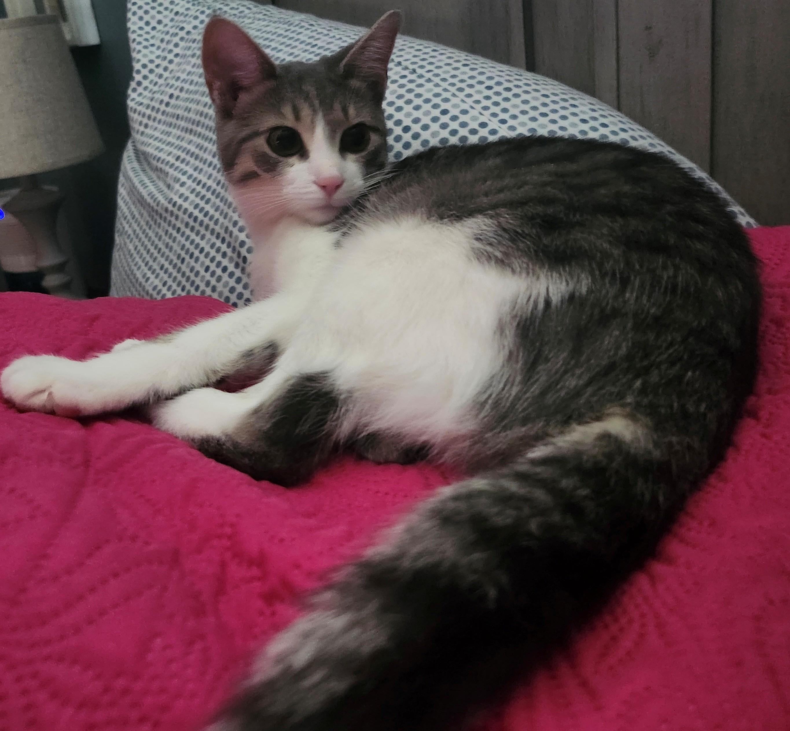 Shadow and Smudge , adoptable, Young Female Domestic Short Hair.