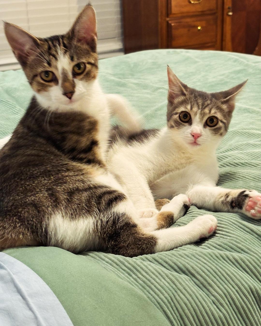 Shadow and Smudge , adoptable, Young Female Domestic Short Hair.