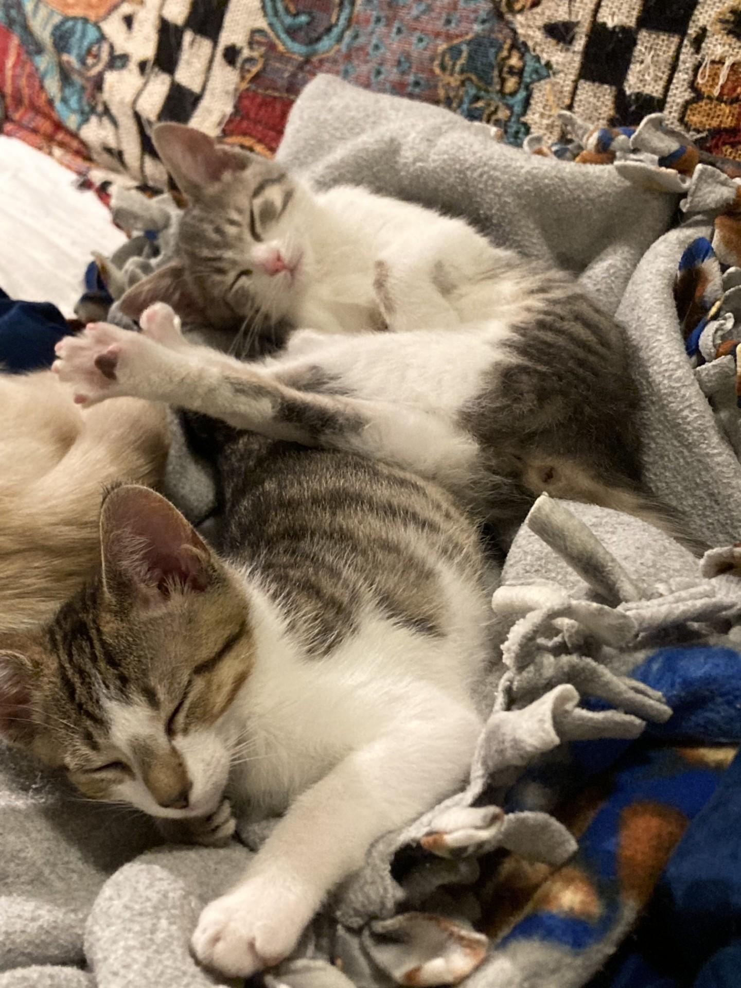 Shadow and Smudge , an adopted Domestic Short Hair in Knoxville, TN image 3/3