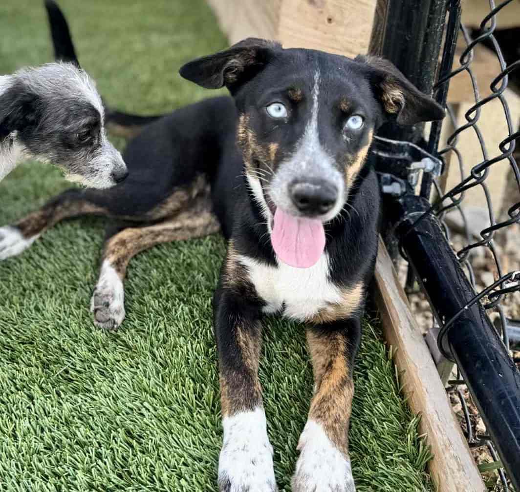 Enlarge Lilac, a Adoptable mixed breed in Richmond, KY image 1/6