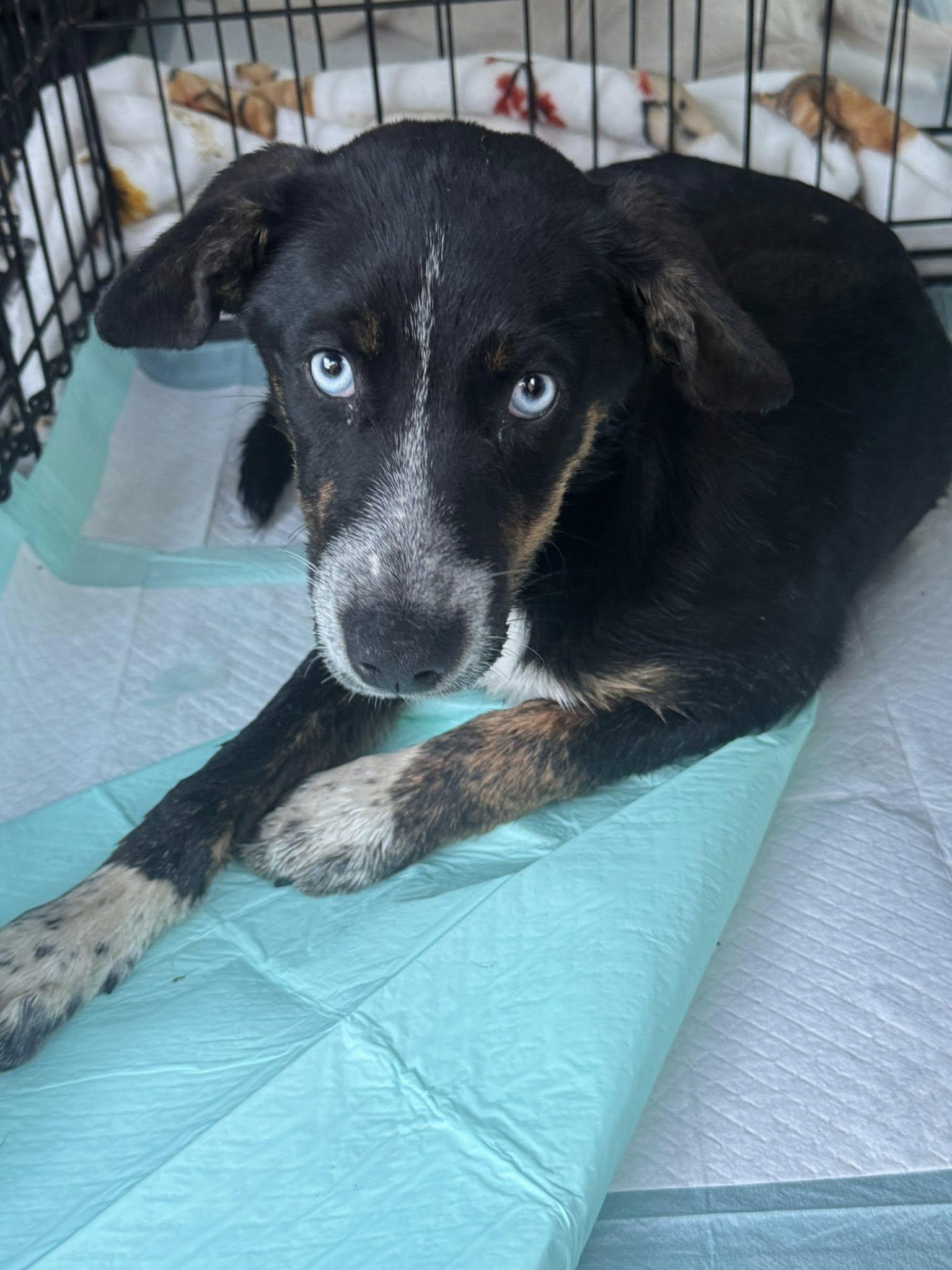 Lilac, a Adoptable mixed breed in Richmond, KY image 2/6