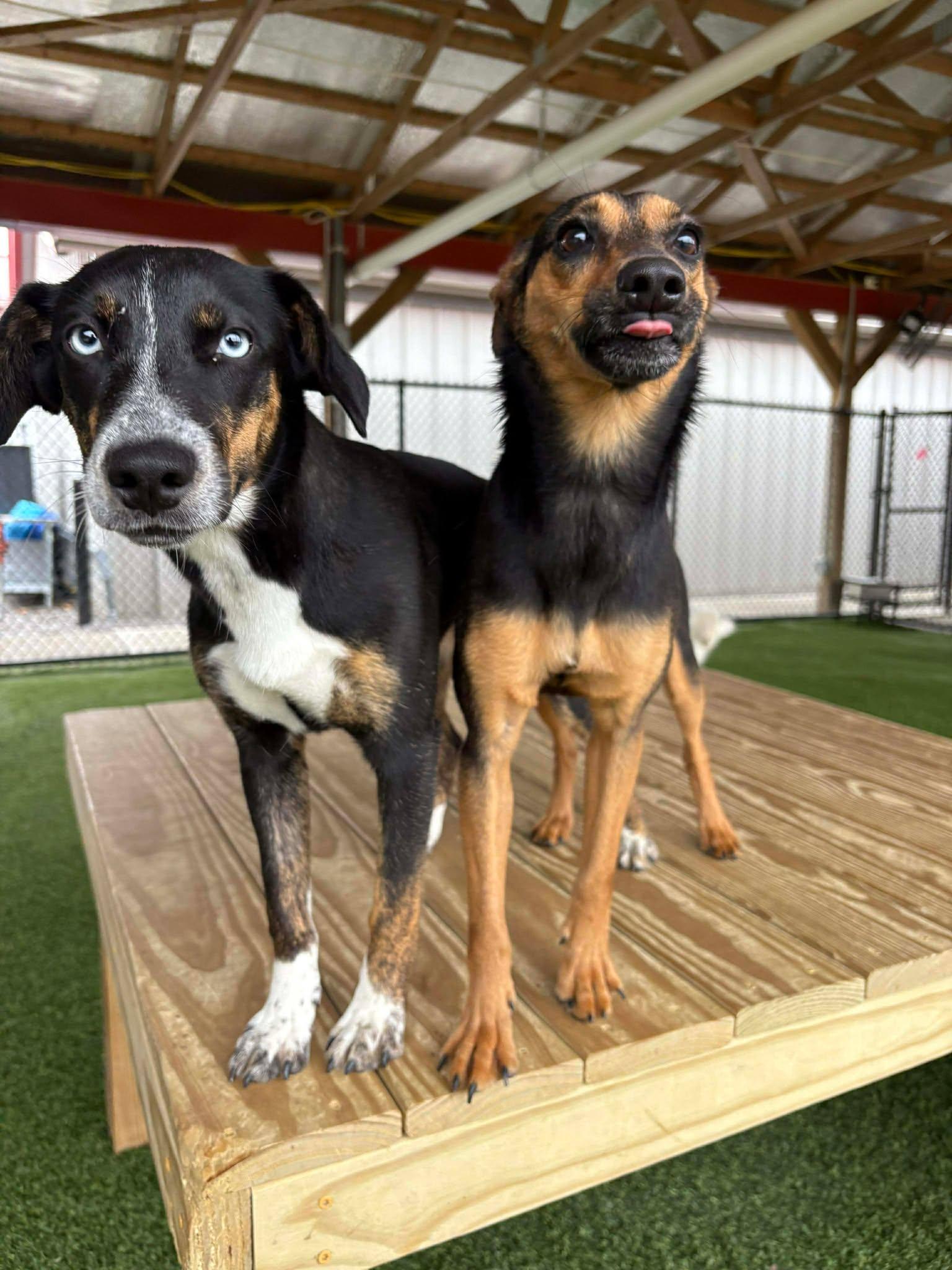 Enlarge Lilac, a Adoptable mixed breed in Richmond, KY image 2/6