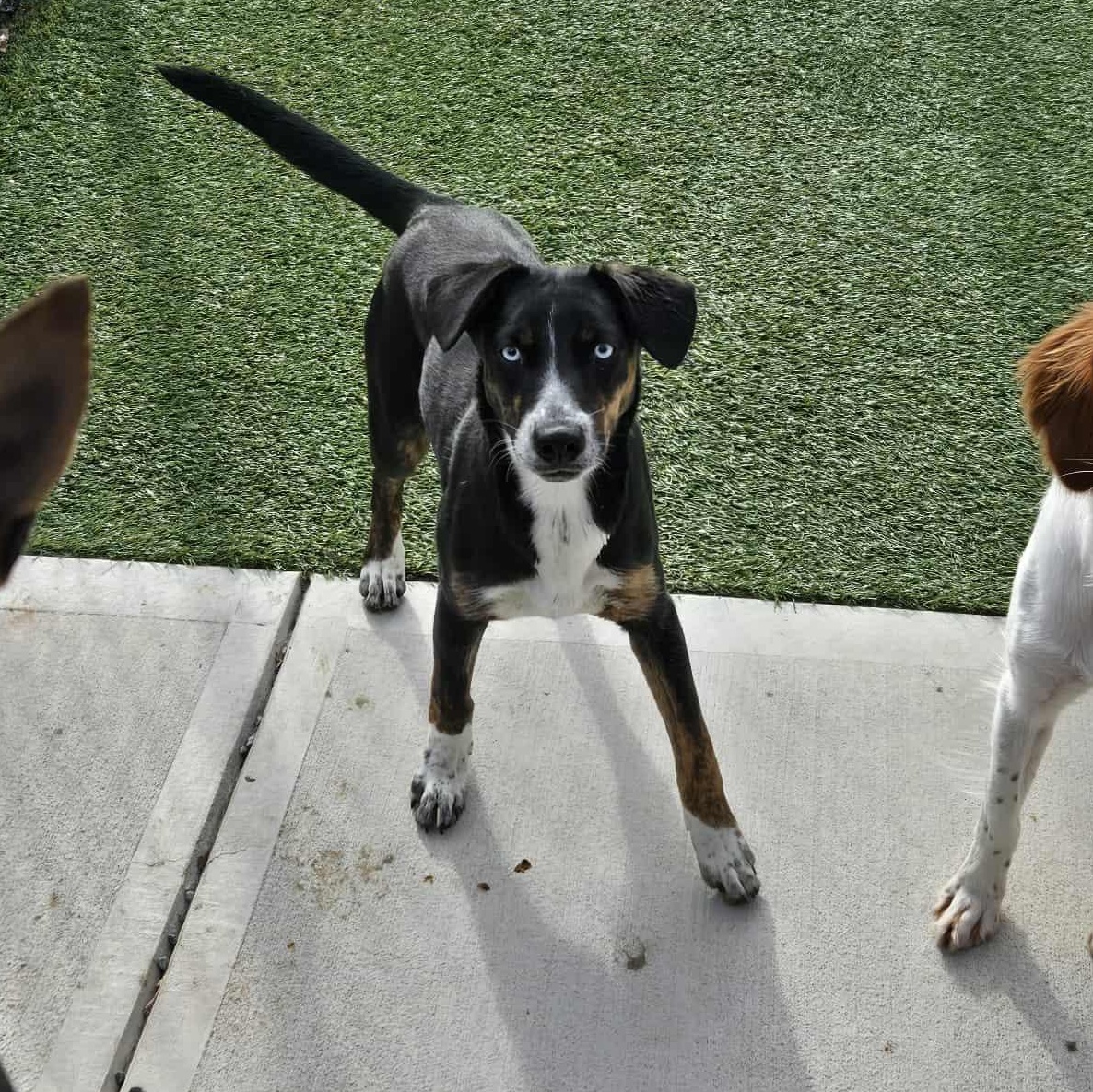 Enlarge Lilac, a Adoptable mixed breed in Richmond, KY image 3/6