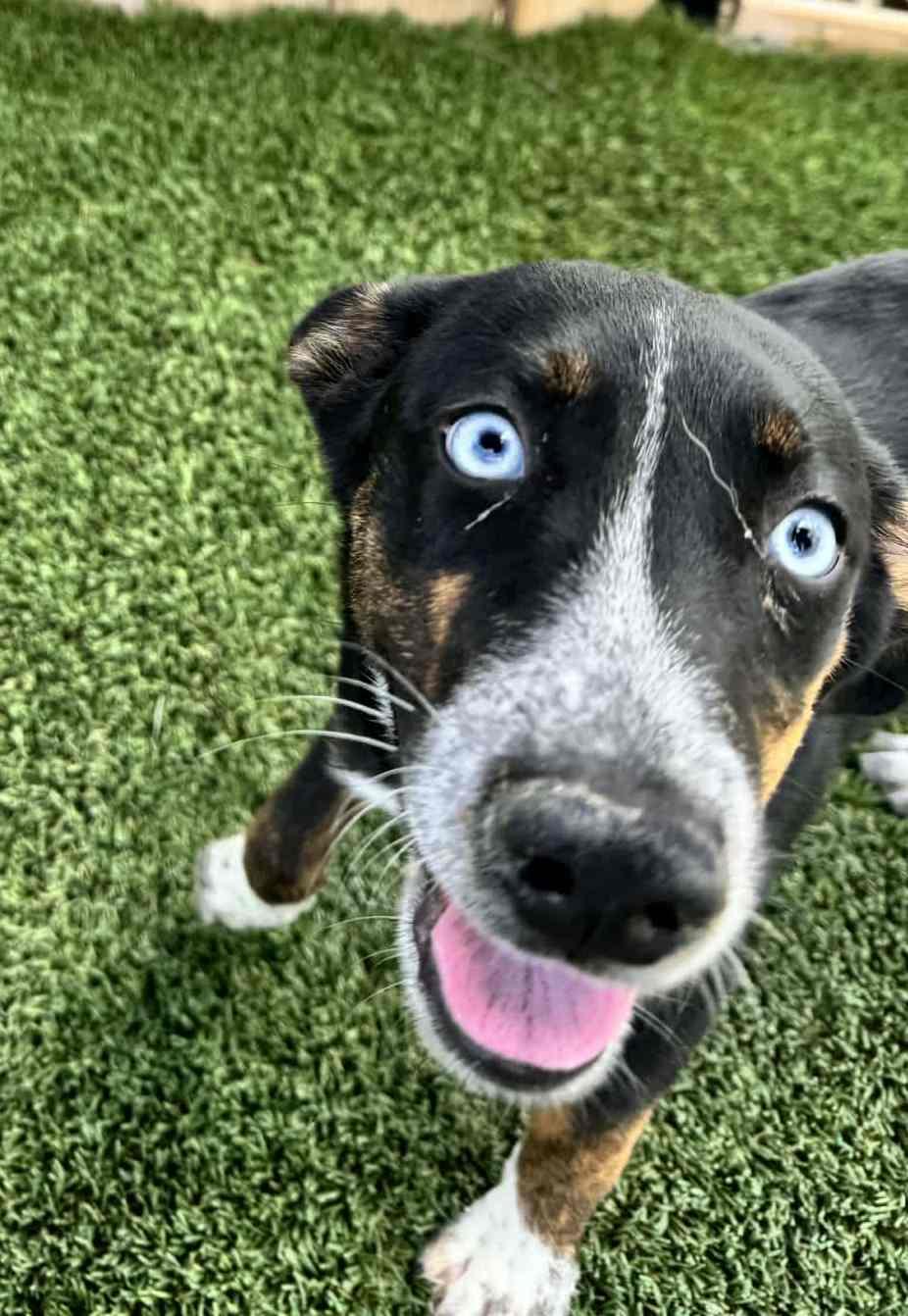 Lilac, a Adoptable mixed breed in Richmond, KY image 5/6