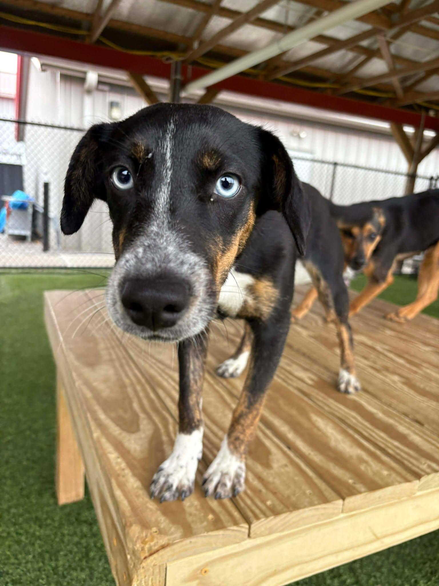 Enlarge Lilac, a Adoptable mixed breed in Richmond, KY image 4/6