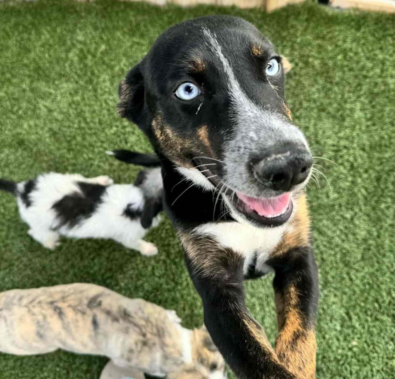 Lilac, a Adoptable mixed breed in Richmond, KY image 6/6