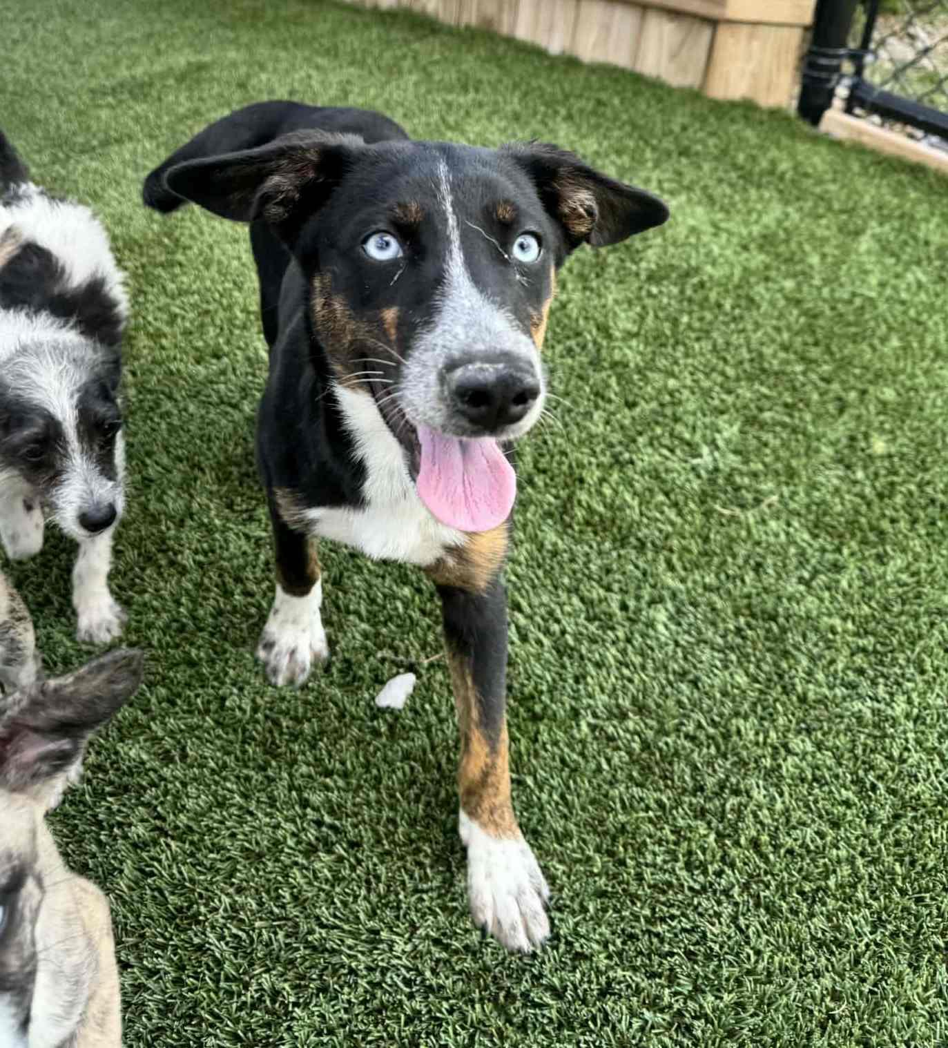 Enlarge Lilac, a Adoptable mixed breed in Richmond, KY image 5/6