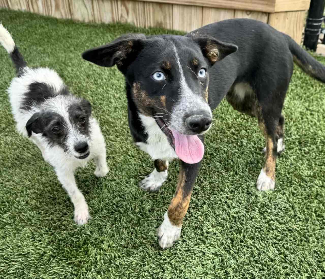 Lilac, a Adoptable mixed breed in Richmond, KY image 4/6