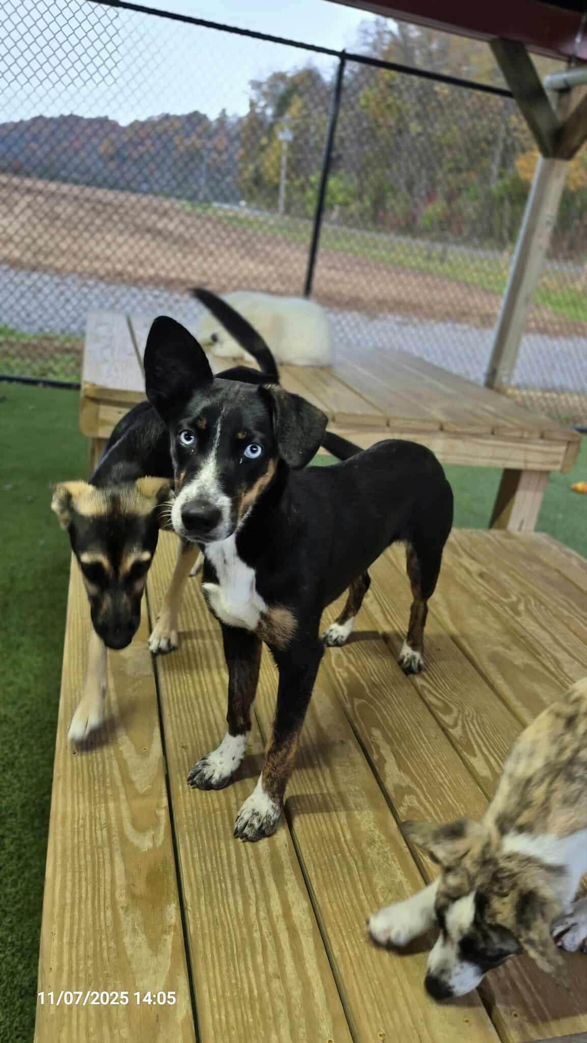 Enlarge Lilac, a Adoptable mixed breed in Richmond, KY image 6/6