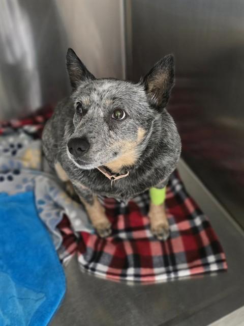 Enlarge LUCY, a Adoptable Australian Cattle Dog / Blue Heeler in Aliquippa, PA image 1/1