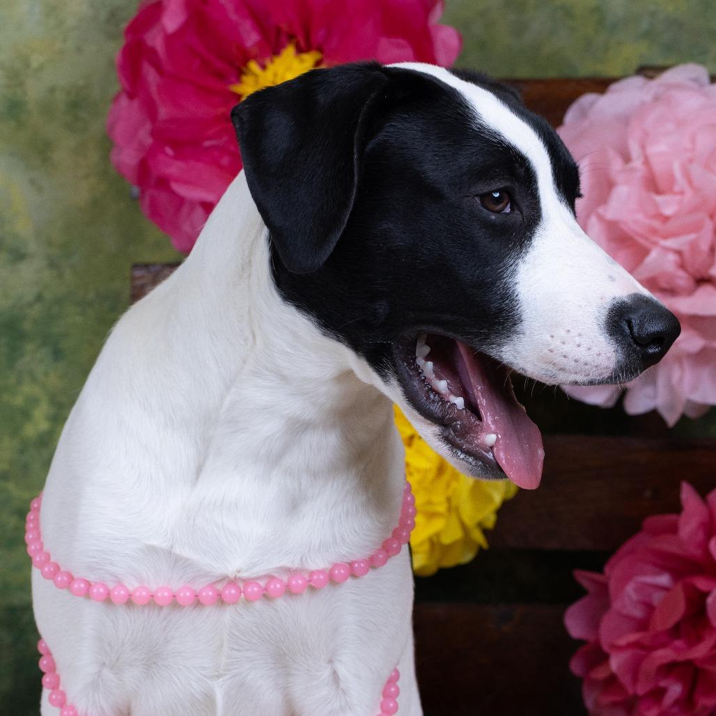 Dino D9670, Adoptable, Young Female Pit Bull Terrier & German Shepherd Dog.