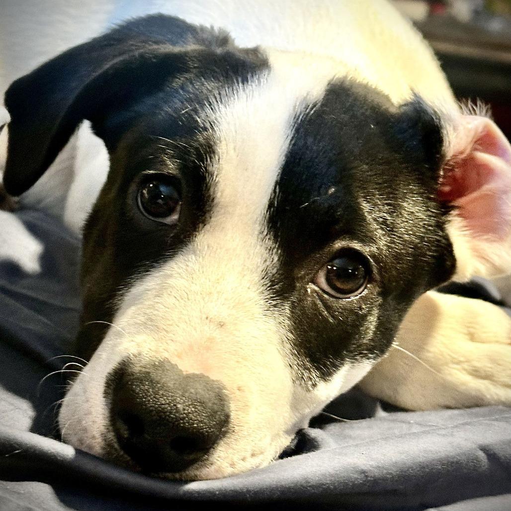 Dino D9670, a Adoptable mixed breed in Princeton, MN image 2/6