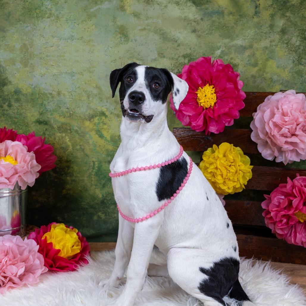 Dino D9670, a Adoptable mixed breed in Princeton, MN image 3/6