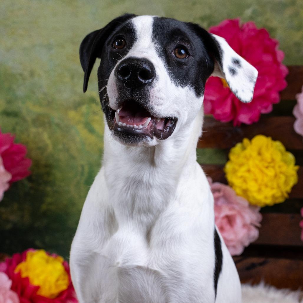 Dino D9670, a Adoptable mixed breed in Princeton, MN image 4/6