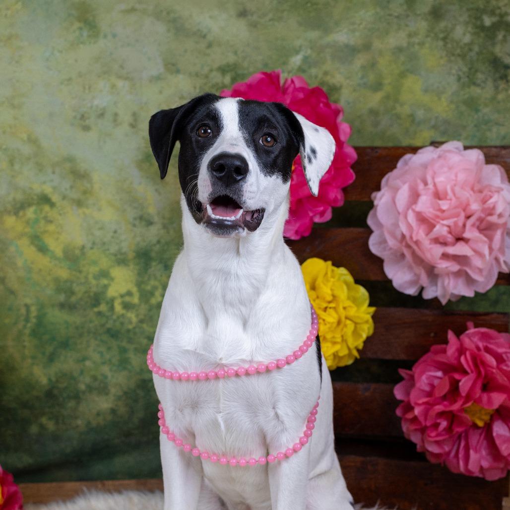 Dino D9670, a Adoptable mixed breed in Princeton, MN image 5/6