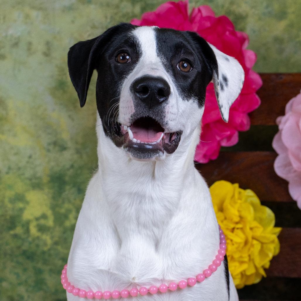 Dino D9670, a Adoptable mixed breed in Princeton, MN image 6/6