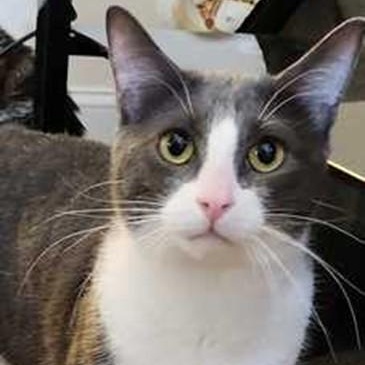 Milton, ADOPTABLE, Adult Male Domestic Short Hair.