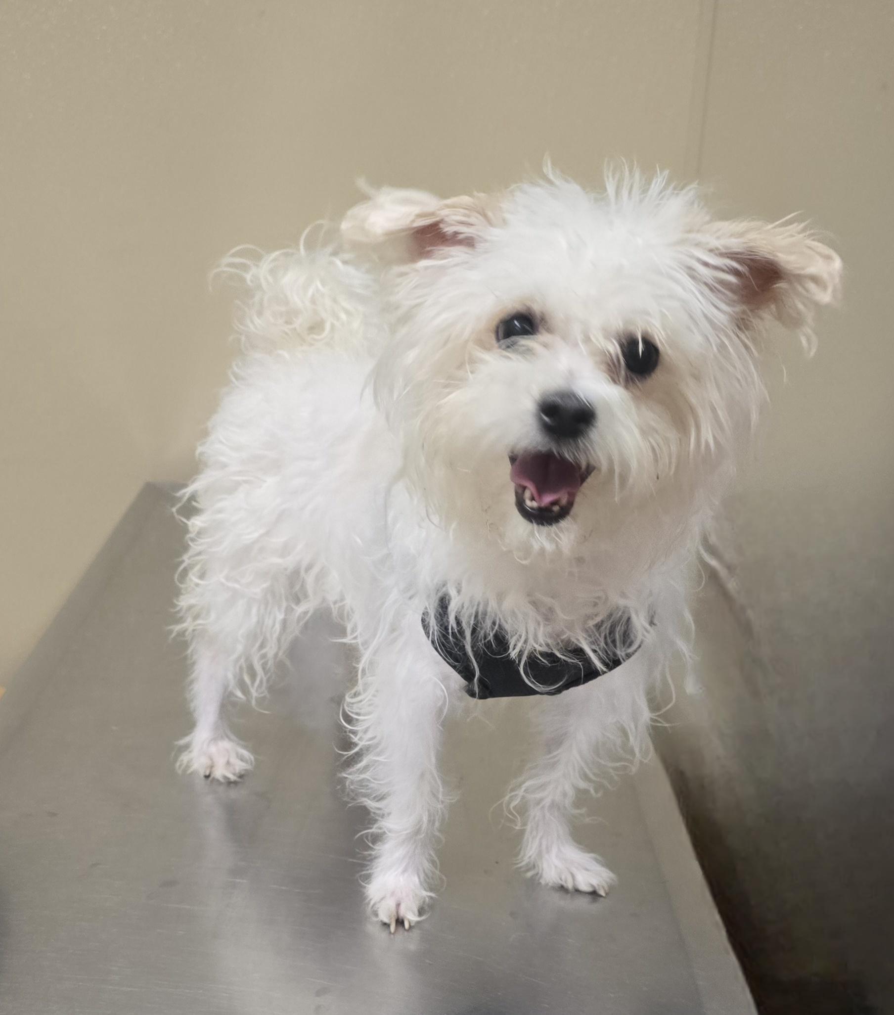 Enlarge Mixie, an adopted mixed breed in Brainerd, MN image 1/1