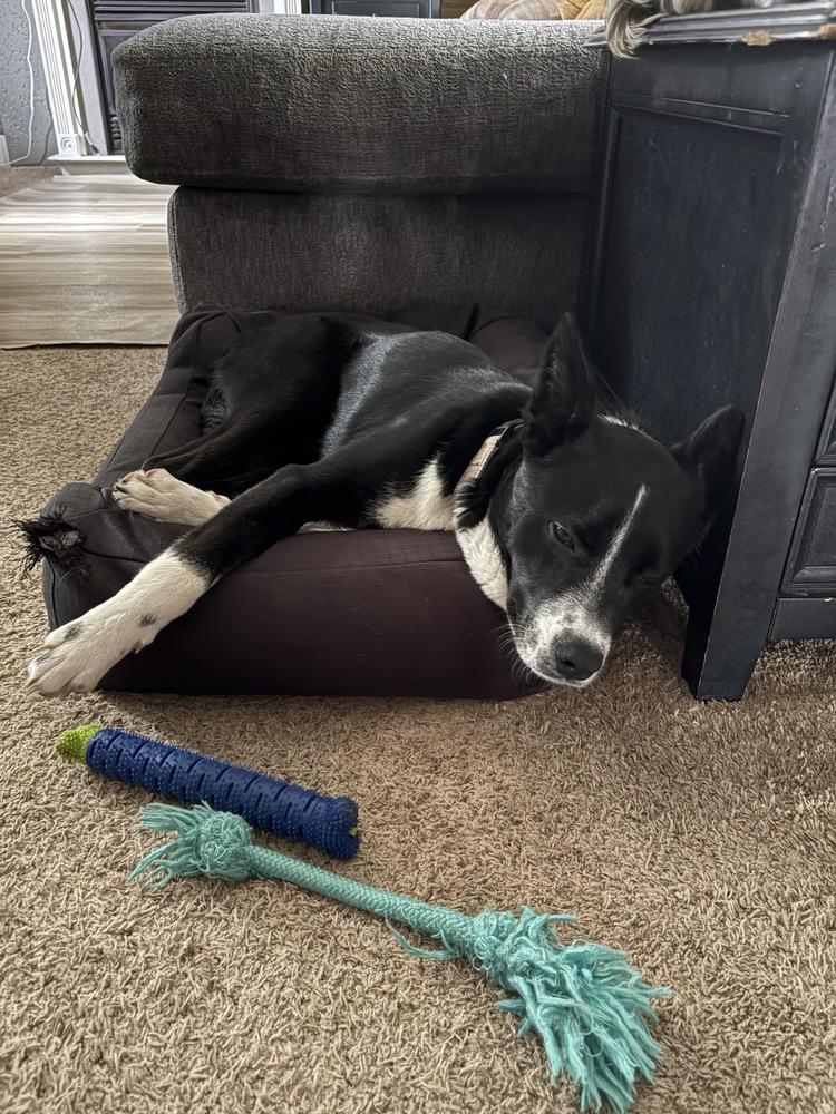 Milo Formerly Bruce, a Adoptable mixed breed in Amherst, NY image 1/6
