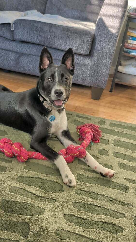 Milo Formerly Bruce, a Adoptable mixed breed in Amherst, NY image 2/6