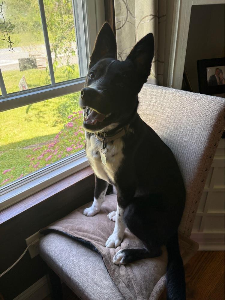 Milo Formerly Bruce, a Adoptable mixed breed in Amherst, NY image 3/6