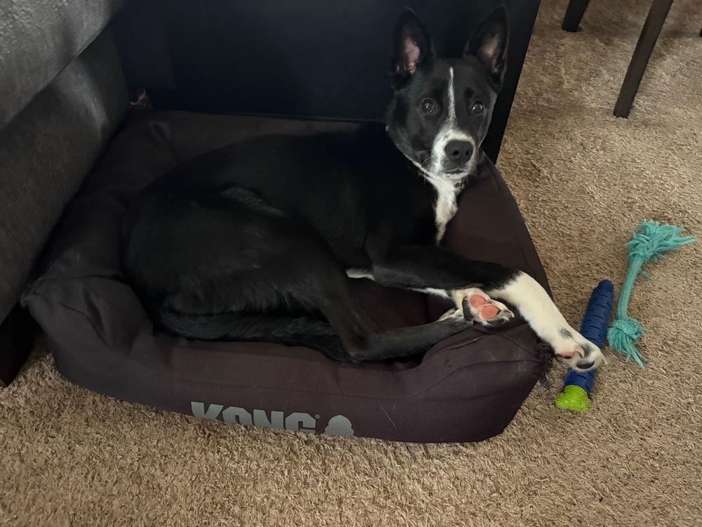 Milo Formerly Bruce, a Adoptable mixed breed in Amherst, NY image 4/6