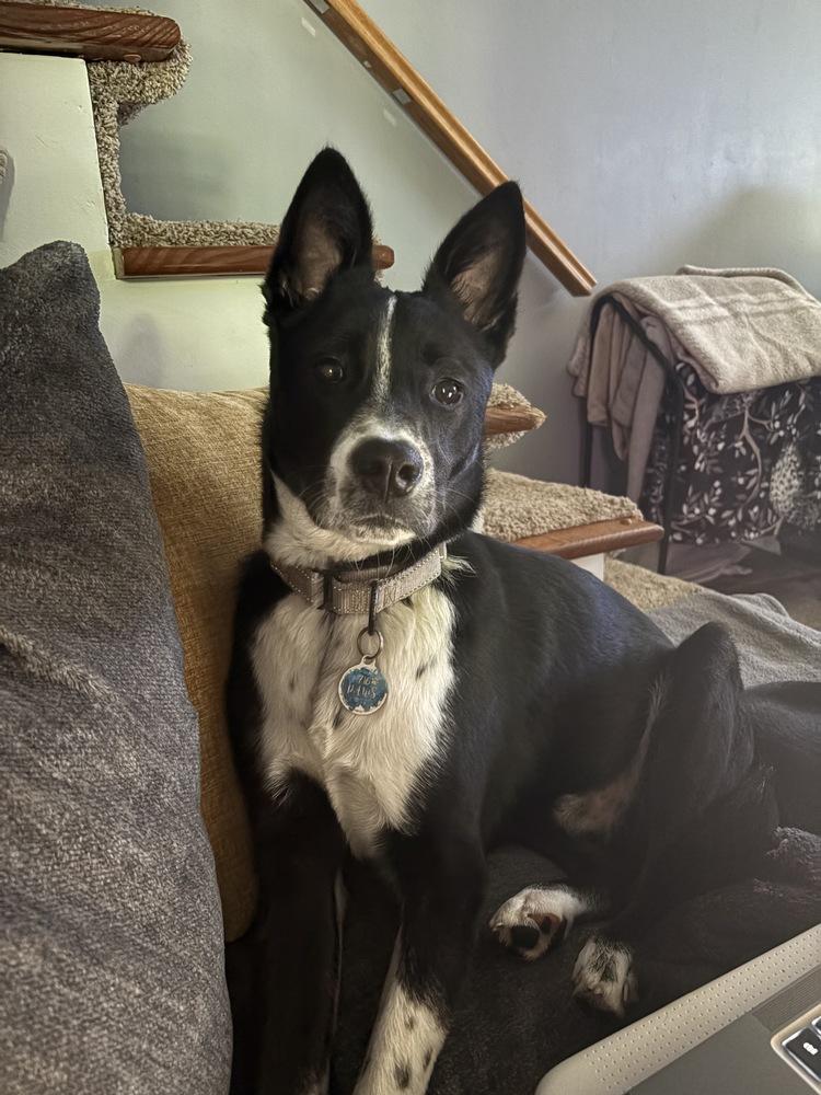Milo Formerly Bruce, a Adoptable mixed breed in Amherst, NY image 5/6