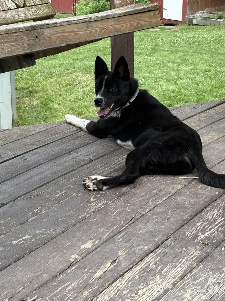 Milo Formerly Bruce, a Adoptable mixed breed in Amherst, NY image 6/6