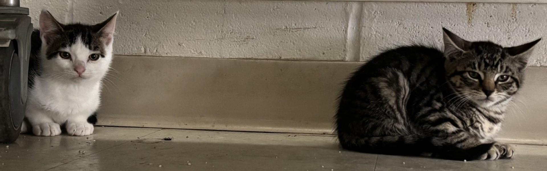 Aces (m), Spades (m), Clubs (f), Hearts (f), a ADOPTABLE Domestic Short Hair in Vernon, NJ image 2/2