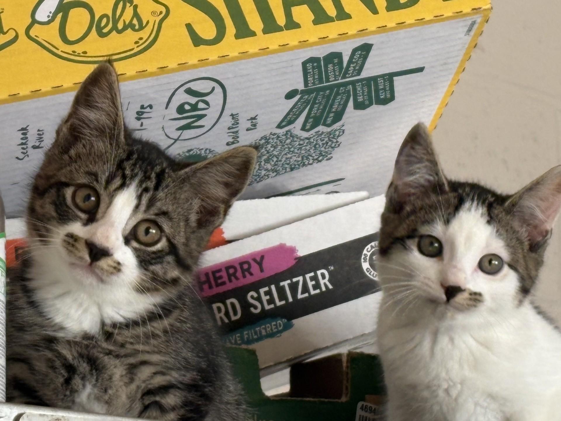 Aces (m), Spades (m), Clubs (f), Hearts (f), ADOPTABLE, Kitten Male Domestic Short Hair.