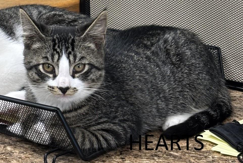 Hearts, adopted, Kitten Female Domestic Short Hair.