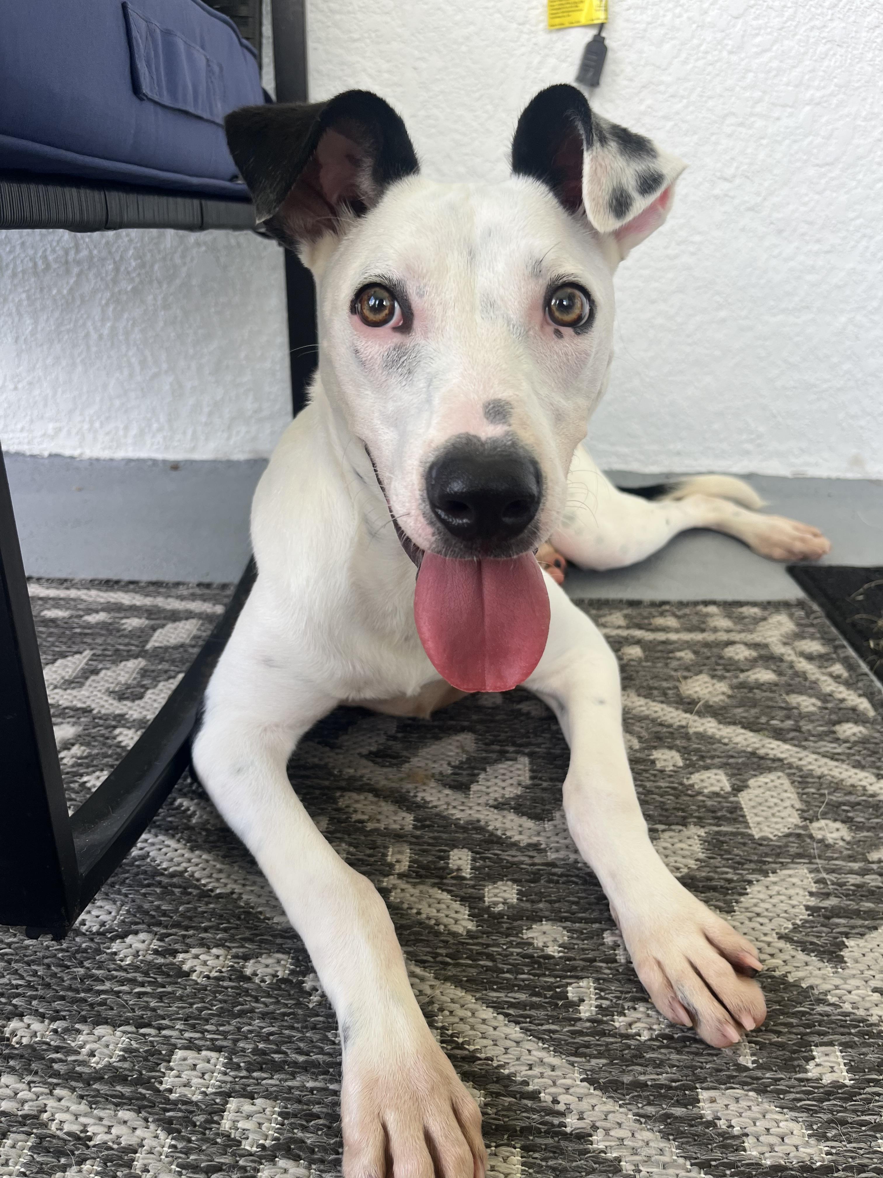 Mercy, Adoptable, Puppy Female Mixed Breed.