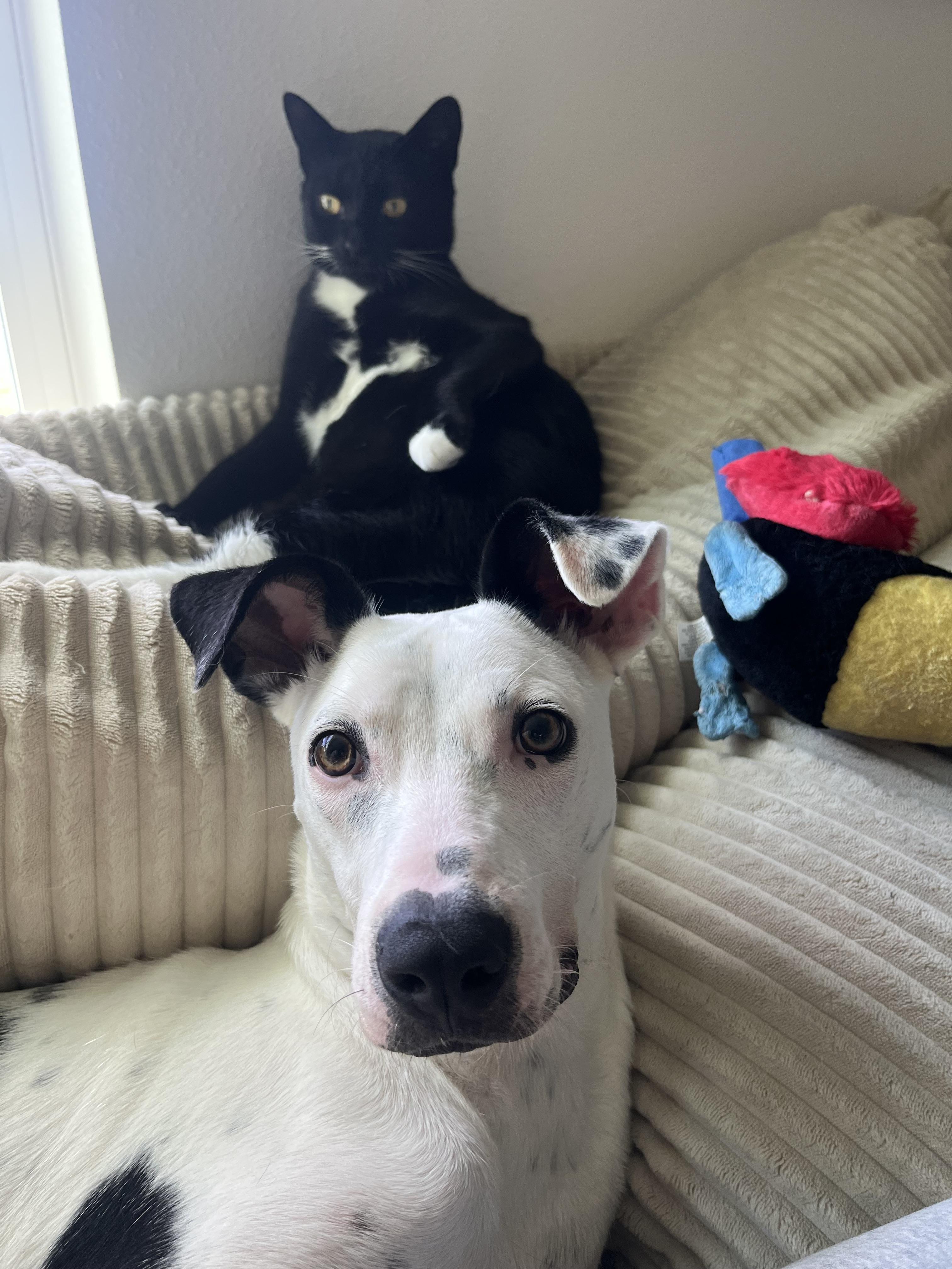 Mercy, a Adoptable Mixed Breed in tampa, FL image 2/6